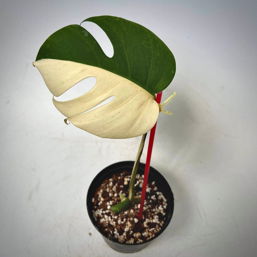 Monstera Albo Halfmoon Variegata