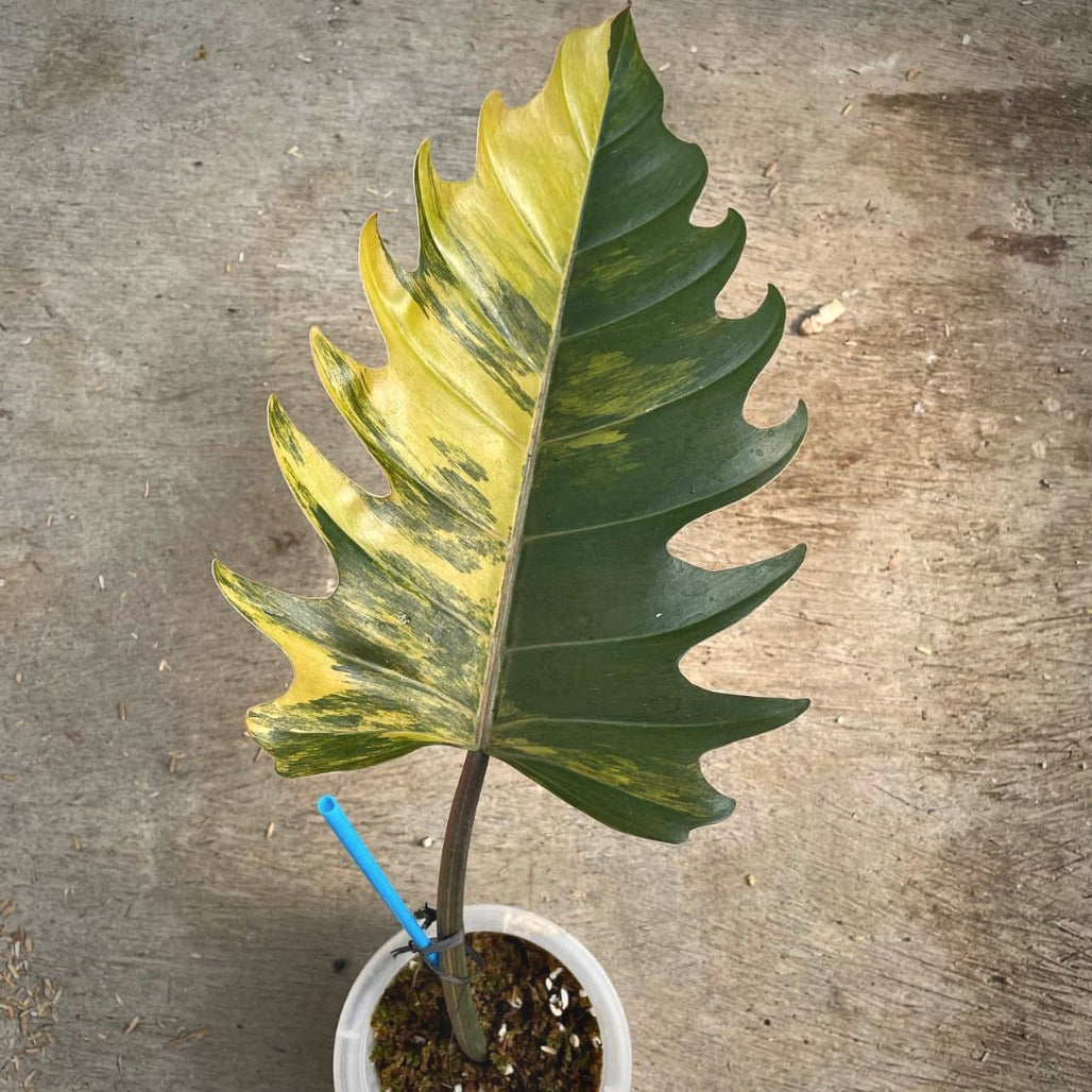 Philodendron Caramel plant online housplant With Phytosanitary Certificate