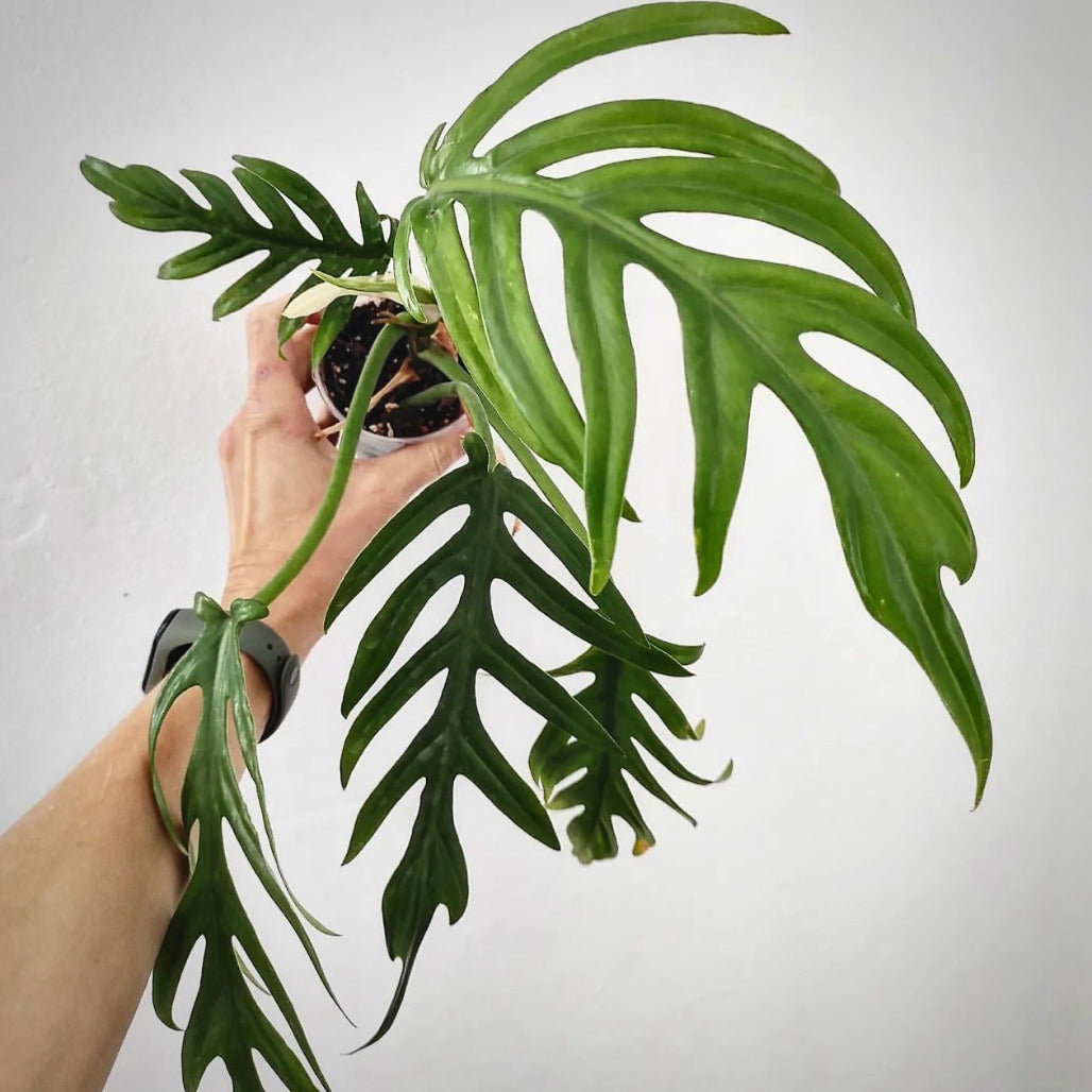 Philodendron Elegans 2024