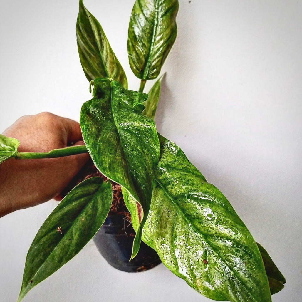 Extremely Rare Philodendron Subhastatum Mint Variegated House Plant Aroid Tropical Indoor Outdoor DHL Express Free newest Phytosanitary Certificate