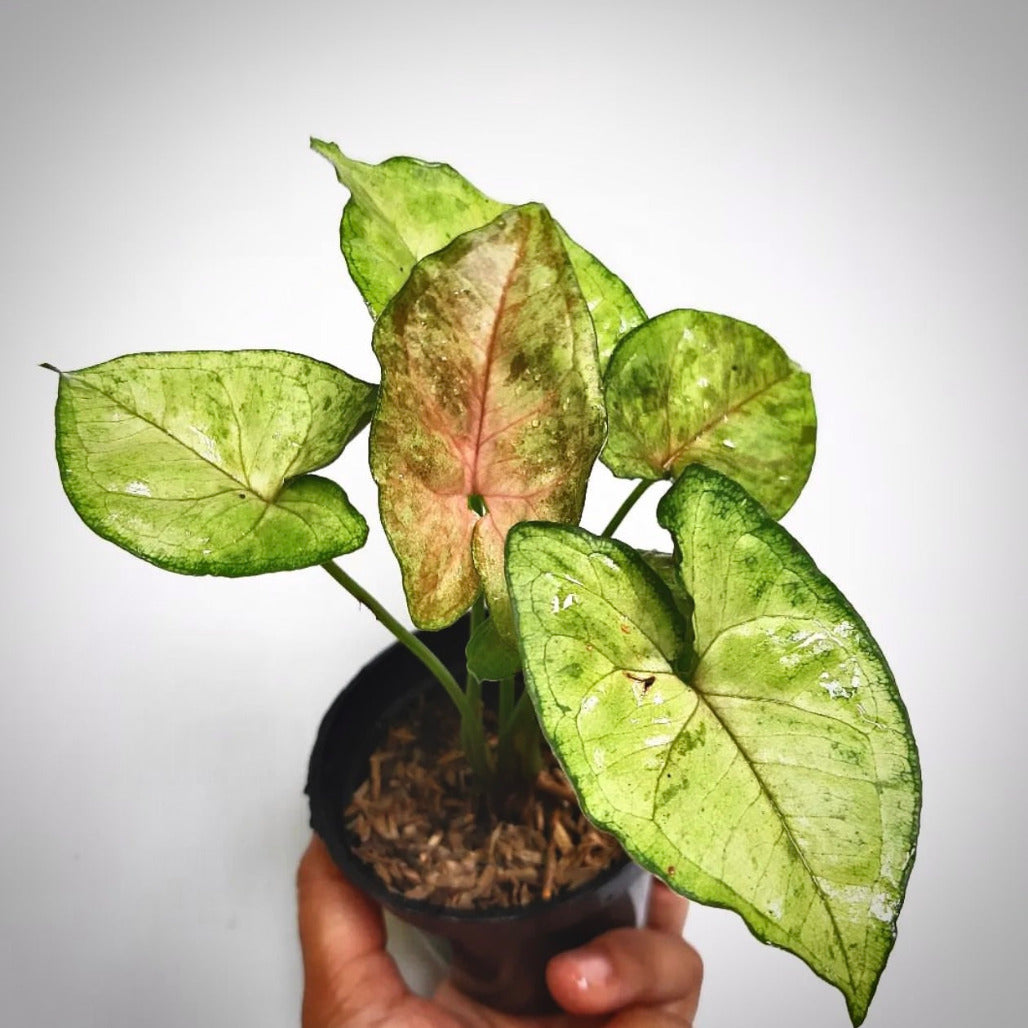 Syngonium Matcha hotsell Sprinkles live house plant