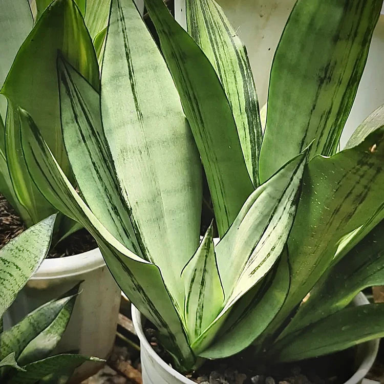 Sansevieria For Sale | Buy Sansevieria Online | Sansevieria Nursery ...