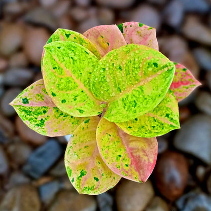 Aglaonema Emerald