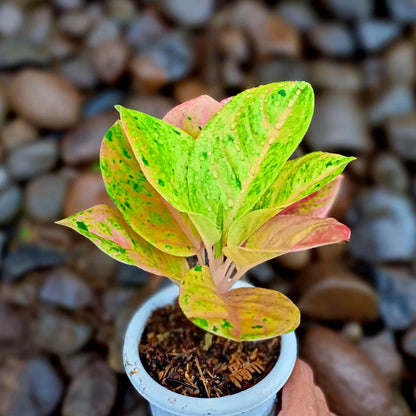 Aglaonema Emerald