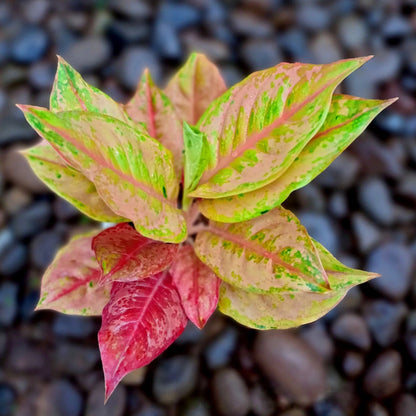 Aglaonema Light Of Diamond