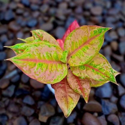 Aglaonema Light Of Diamond