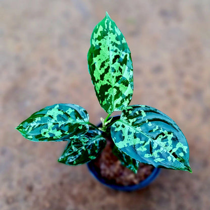 Aglaonema Pictum Bicolor