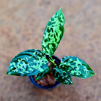 Aglaonema Pictum Bicolor