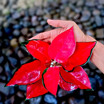 Aglaonema Suksom