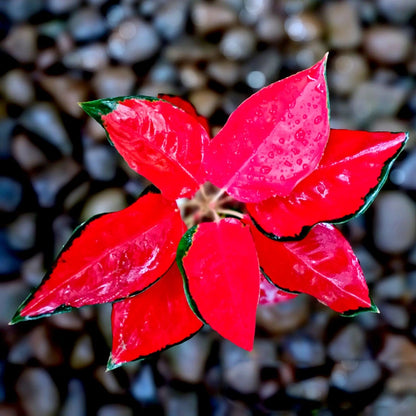 Aglaonema Suksom