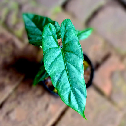 Alocasia Corazon