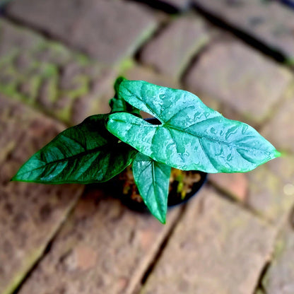 Alocasia Corazon