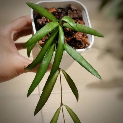 Hoya Acicularis