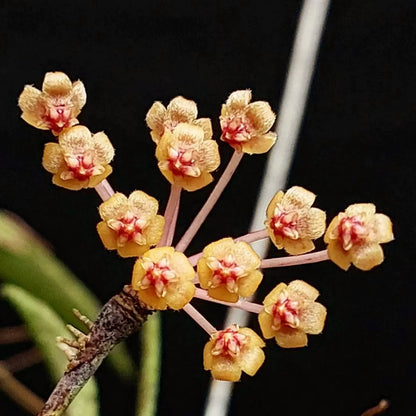 Hoya Acicularis