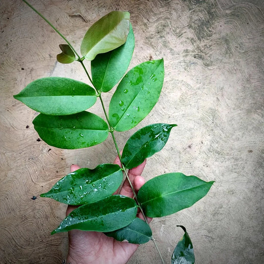 Hoya Apoda