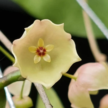 Hoya Apoda