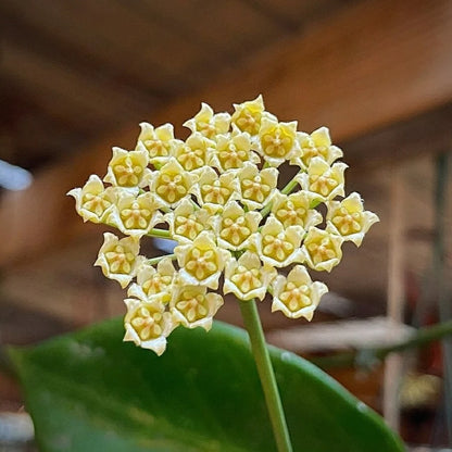 Hoya Benitotanii