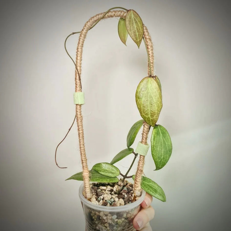 Hoya Camphorifolia