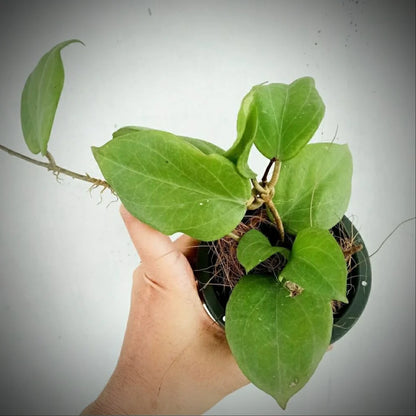 Hoya Chuniana