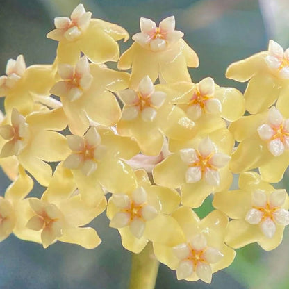 Hoya Chuniana