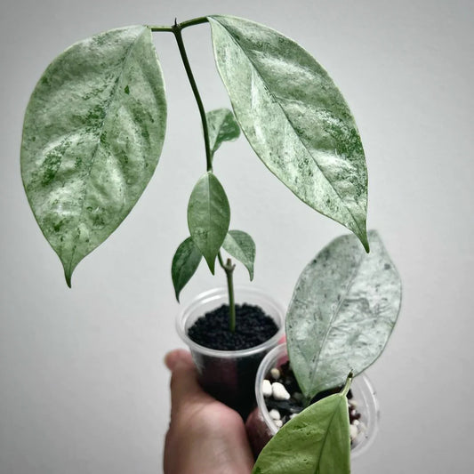 Hoya Coriacea Silver