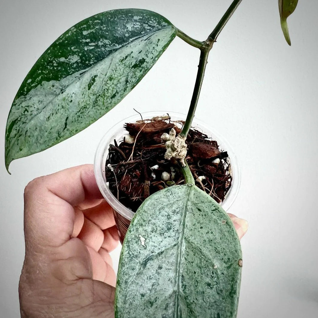 Hoya Coriacea Silver