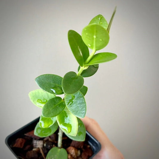 Hoya Cumingiana