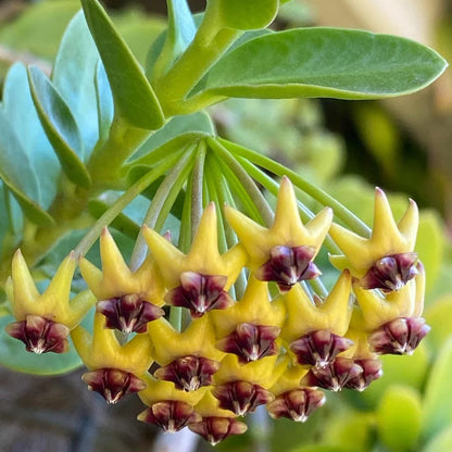 Hoya Cumingiana