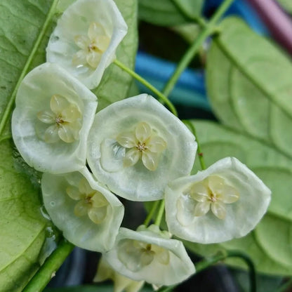 Hoya Danumensis ssp Danumensis