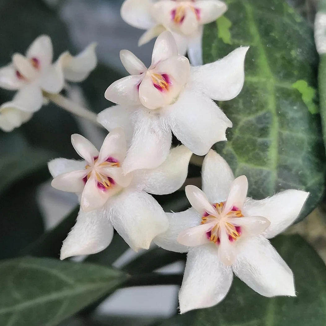 Hoya Elliptica