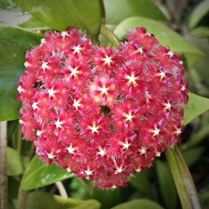 Hoya Elmeri