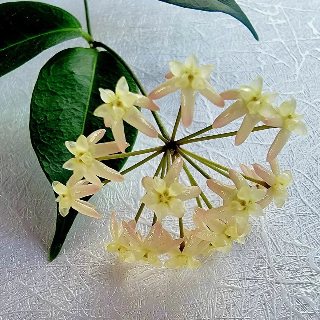 Hoya Exilis