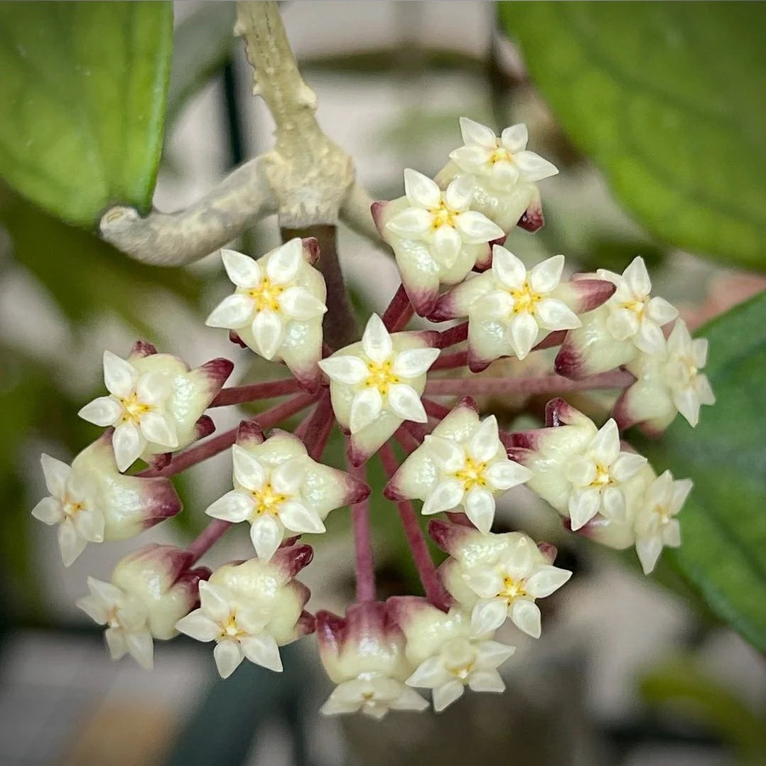 Hoya Finlaysonii