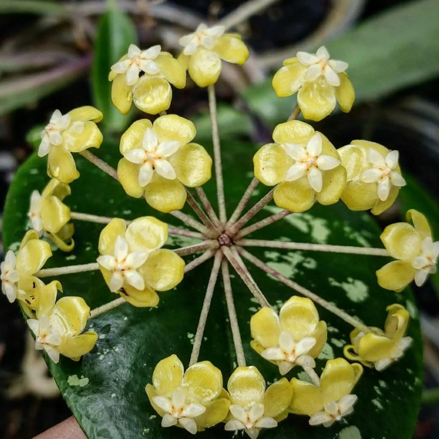 Hoya Forbesii