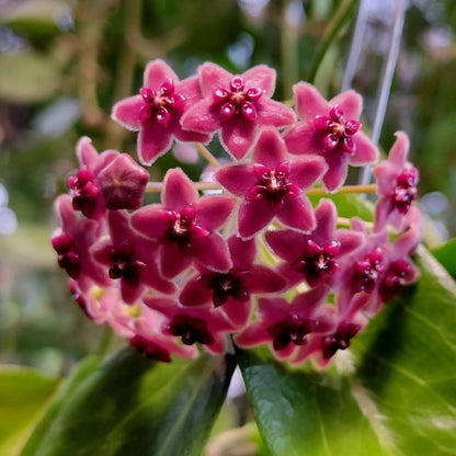 Hoya Globulifera