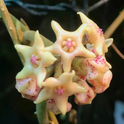 Hoya Hamiltoniorum