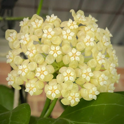 Hoya Hellwigiana