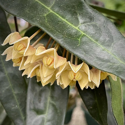 Hoya Hypoplasia