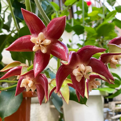 Hoya Imperialis