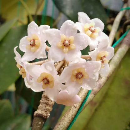 Hoya Kapuasensis