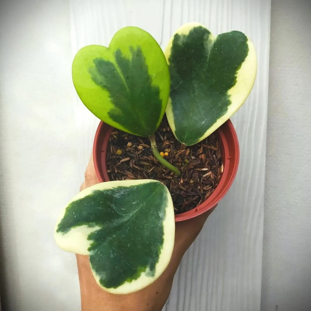 Hoya Kerrii Variegated