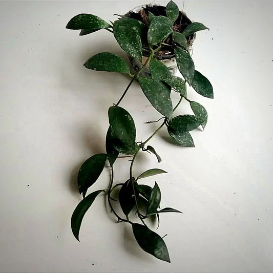 Hoya Lacunosa Black