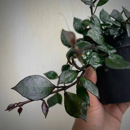 Hoya Lacunosa Black