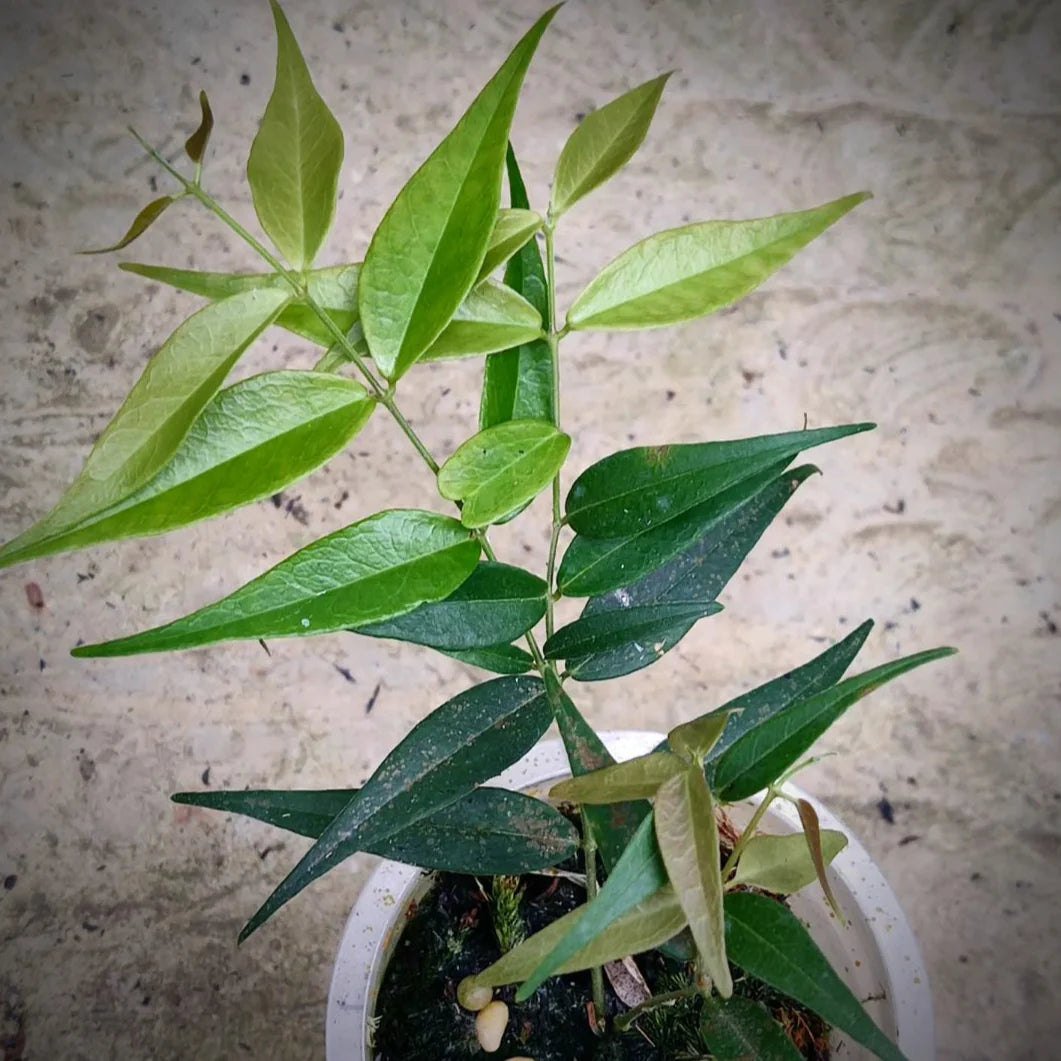 Hoya Leucantha