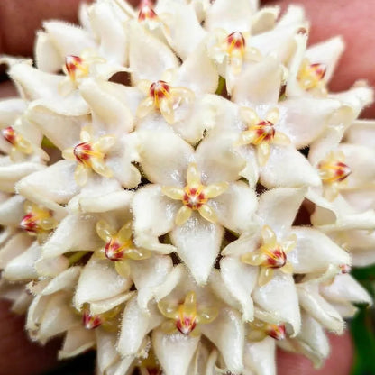 Hoya Leucantha