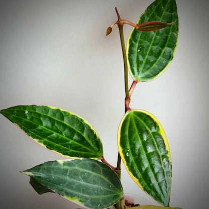 Hoya Macrophylla Albomarginata