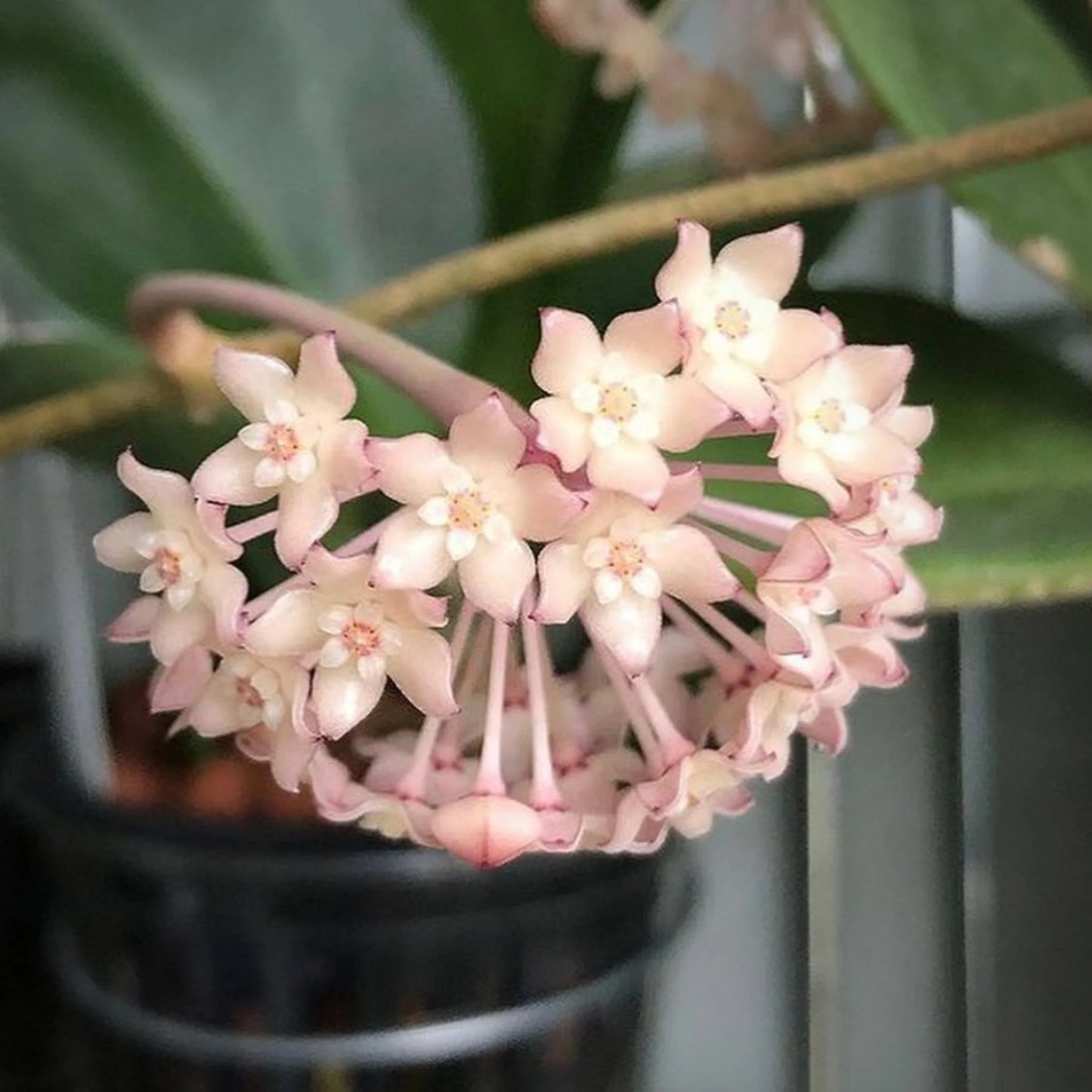 Hoya Macrophylla Albomarginata