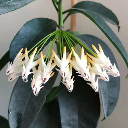 Hoya Multiflora