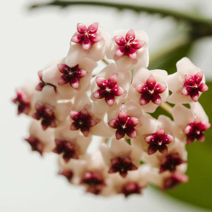 Hoya Obovata