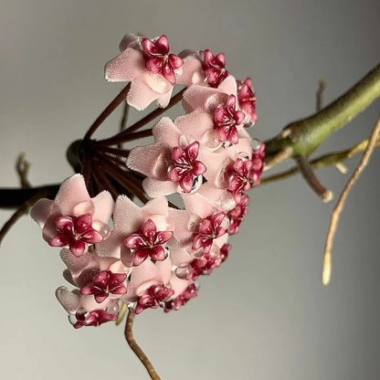 Hoya Obovata Splash